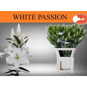 LI OR WHITE PASSION