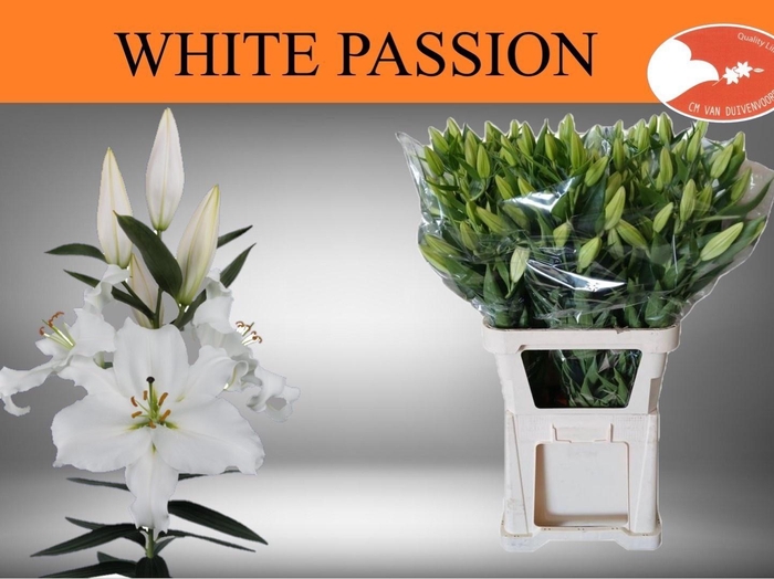 <h4>LI OR WHITE PASSION</h4>