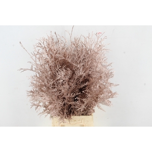 Coniferen xl Champagne Per Bunch