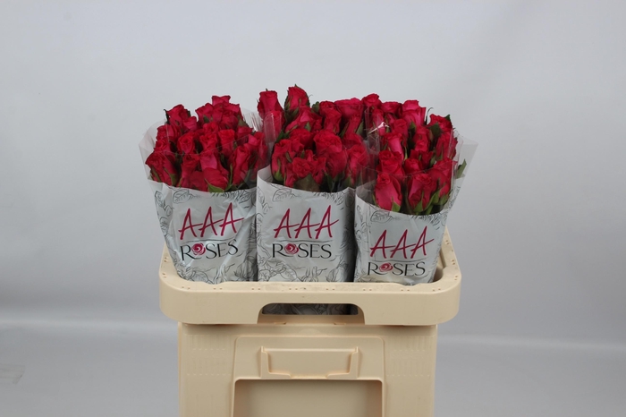 <h4>R GR OBLICA</h4>