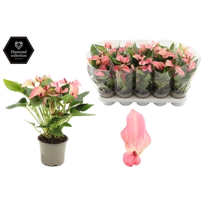 Anthurium 12 cm Matata in transparant sleeve