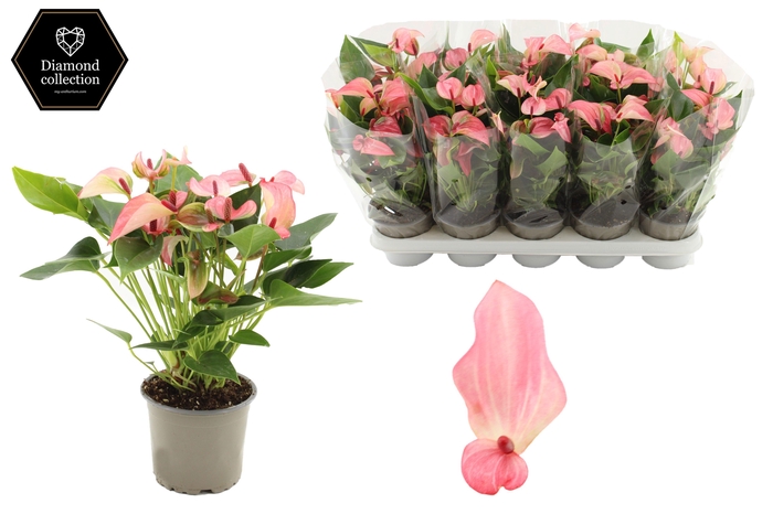 <h4>Anthurium 12 cm Matata in transparant sleeve</h4>
