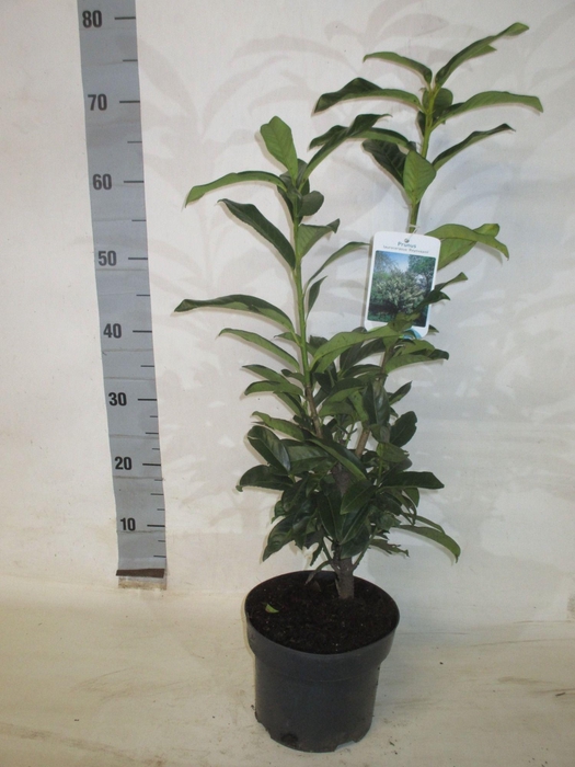 <h4>PRUN LA REYNVAANII</h4>