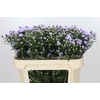 Aster Astee Milka