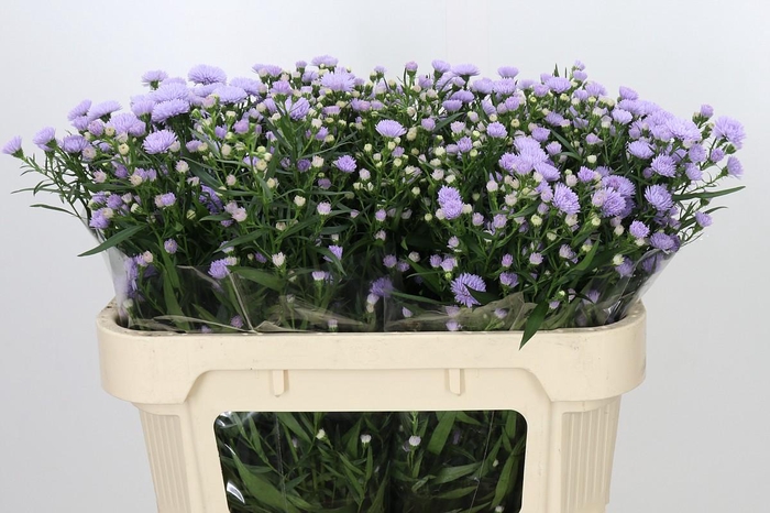<h4>Aster Astee Milka</h4>