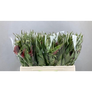 FRIT IMPERIALIS 050CM