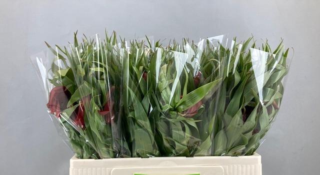 <h4>FRIT IMPERIALIS 050CM</h4>