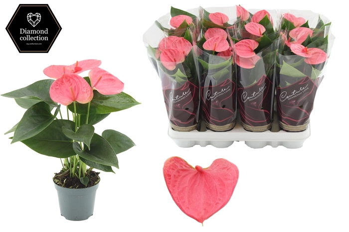 <h4>Anthurium 9 cm Sweet Dream in Couture Diamond Line Purple sleeve</h4>