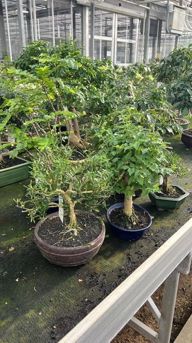 <h4>Mix indoor tropical - Various tropical indoor bonsai</h4>
