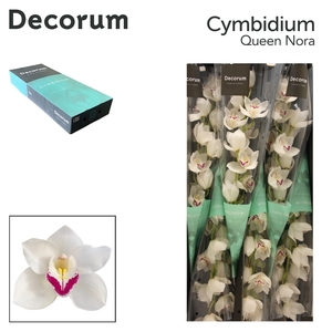 CYMB T QUEEN NORA Decorum 80cm