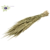 Hordeum per bunch antique green