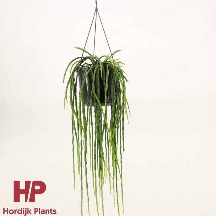 <h4>Rhipsalis paradoxa minor</h4>