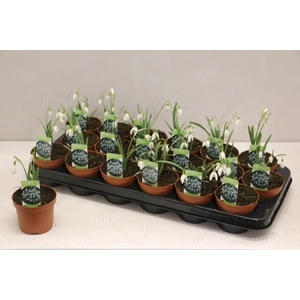 GALANTHUS NIV IN POT