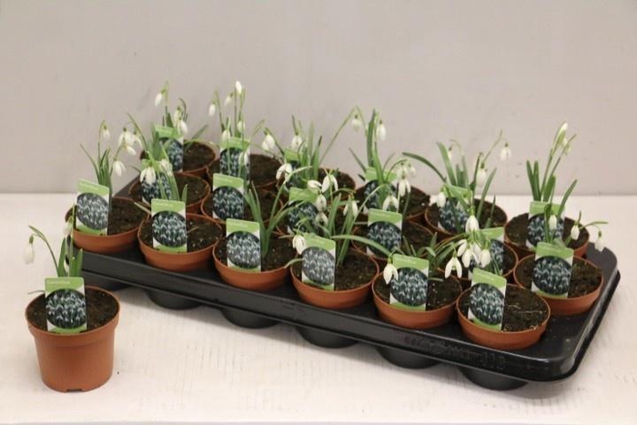 <h4>GALANTHUS NIV IN POT</h4>