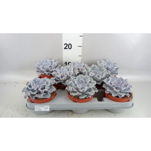 Echeveria   ...