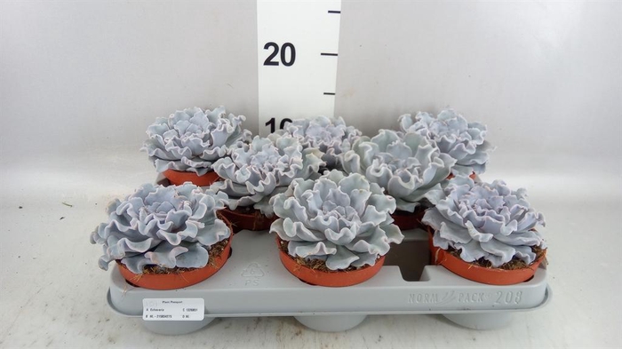 <h4>Echeveria ...</h4>