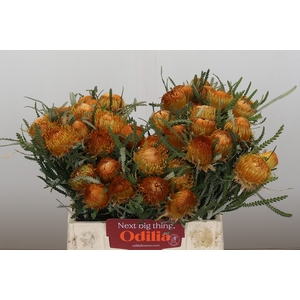 Banksia Dryandra