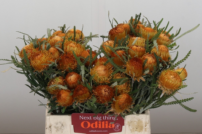 Banksia Dryandra