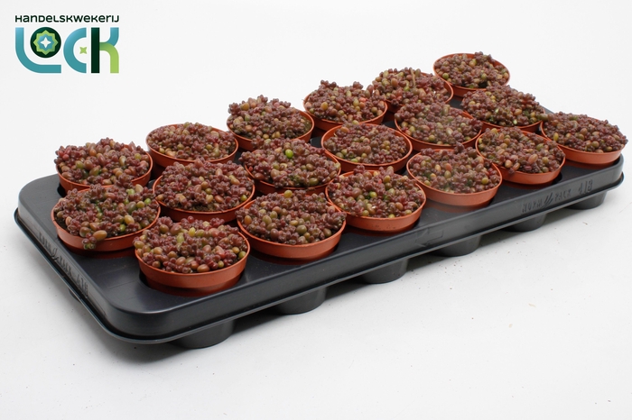 <h4>Sedum Sthalii</h4>