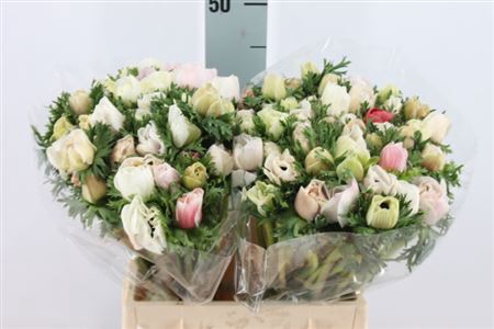 <h4>Anemoon Mistral Extra White</h4>
