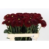 Dahlia Red Fox