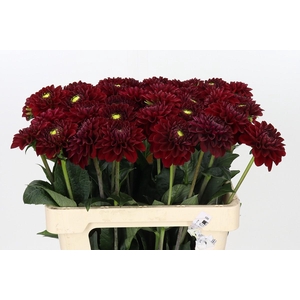 Dahlia Red Fox