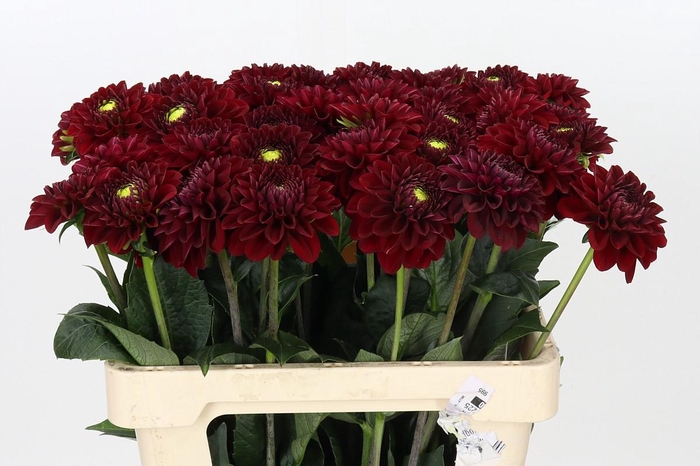 Dahlia Red Fox