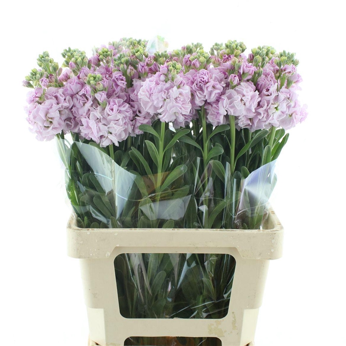 <h4>Matth Incana Iron Cherry Blossom</h4>