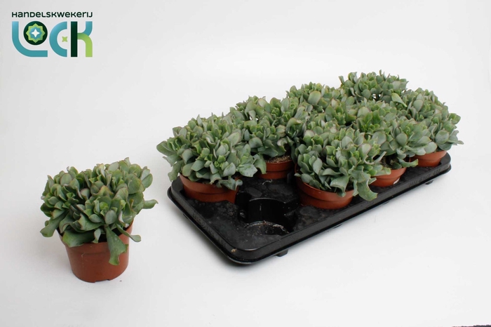 <h4>CRASS OVERIG</h4>