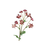 Astrantia Fuchsia
