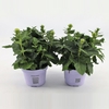 Platycodon grandiflorus Astra Whit