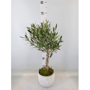 Arr.   Tuinplanten H%