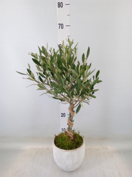 <h4>Arr.   Tuinplanten H%</h4>