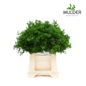 Asparagus Umbellatus X50