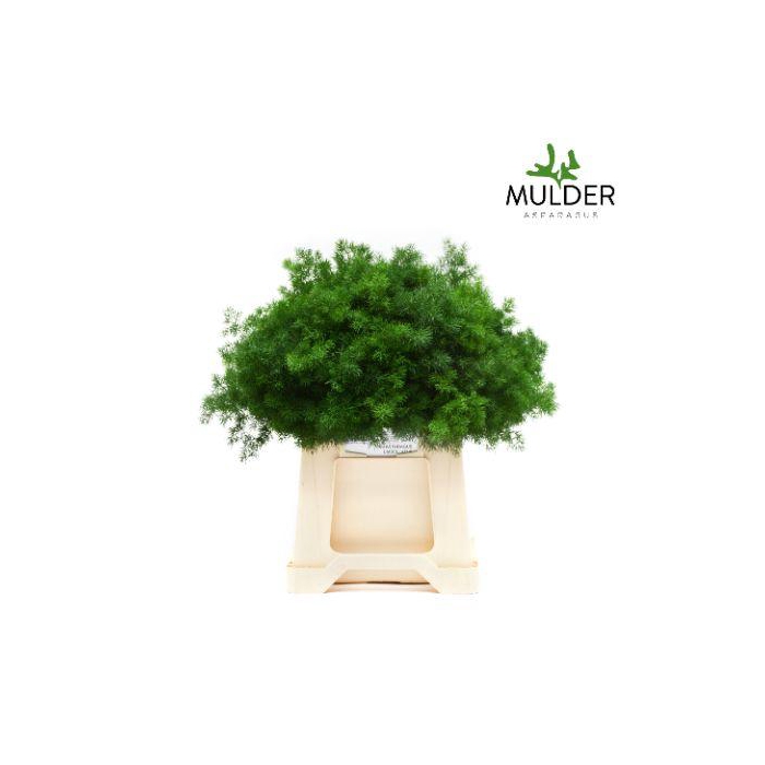 <h4>ASP UMBELLATUS</h4>