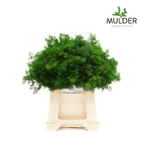<h4>Asparagus Umbellatus X50</h4>