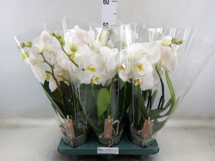 <h4>Phalaenopsis  'Spirit White'</h4>