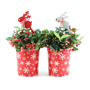 Gaultheria pr. 'Big Berry'® P10 in Cup X-mas Deco + Reindeer