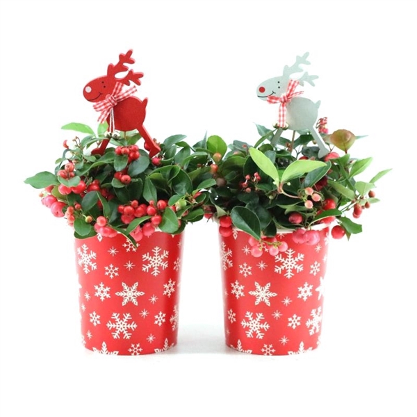 <h4>Gaultheria pr. 'Big Berry'® P10 in Cup X-mas Deco + Reindeer</h4>