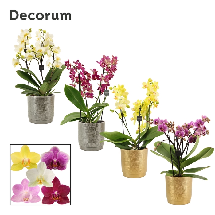 <h4>Phalaenopsis dazzling melange 3-4 tak in Gabriël (Deco-collectio</h4>