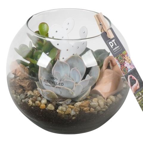 <h4>PTSU8422 Arrangementen succulenten</h4>