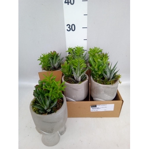Arr.   Kamerplant Groen L%