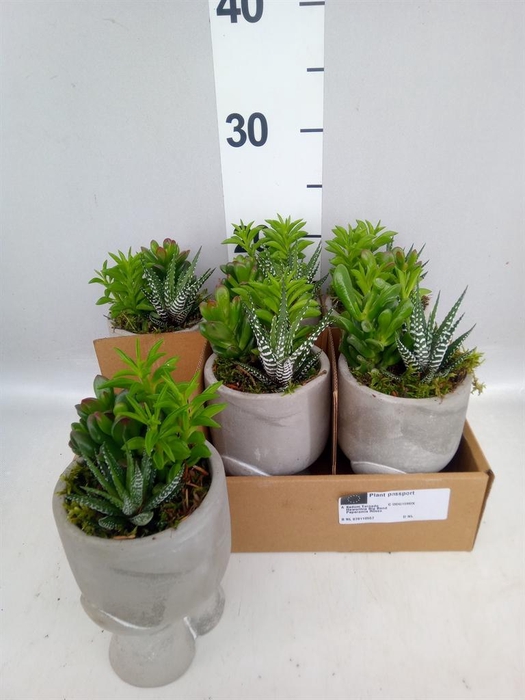 <h4>Arr.   Kamerplant Groen L%</h4>