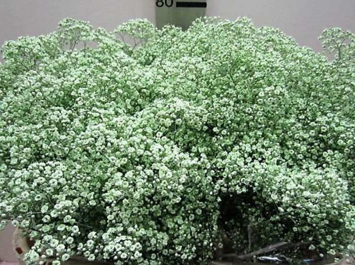 <h4>Gips Mill St Groen</h4>