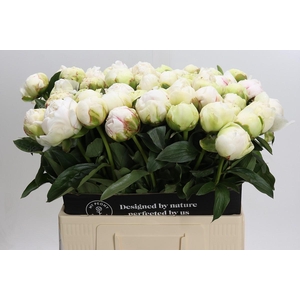 Paeonia Ivory Victory