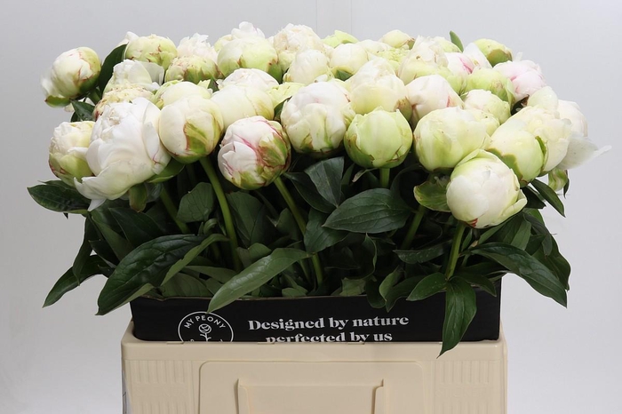 <h4>Paeonia Ivory Victory</h4>