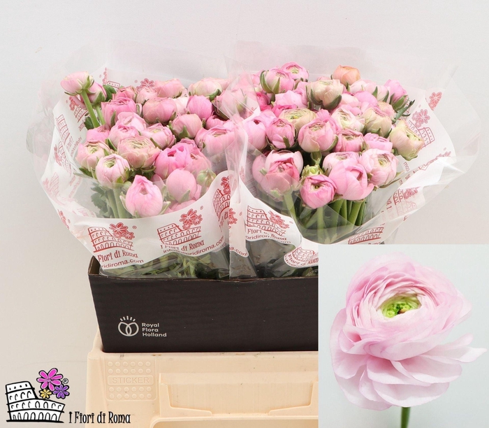 <h4>Ran Elegance Pink</h4>