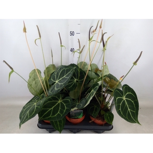 Anthurium clarinervium
