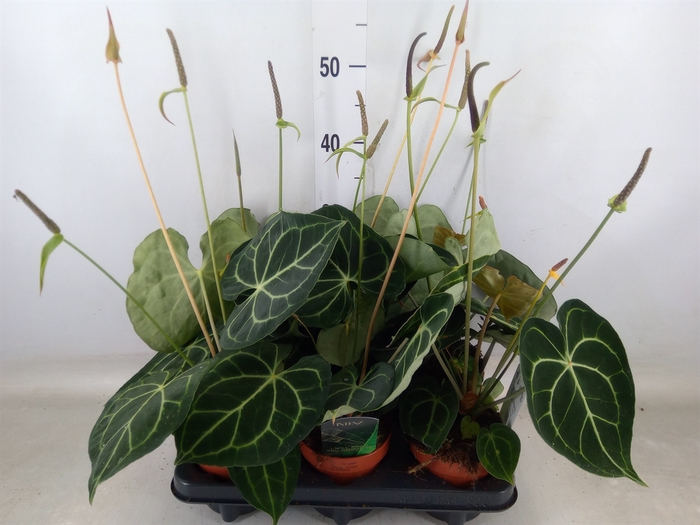 <h4>Anthurium clarinervium</h4>