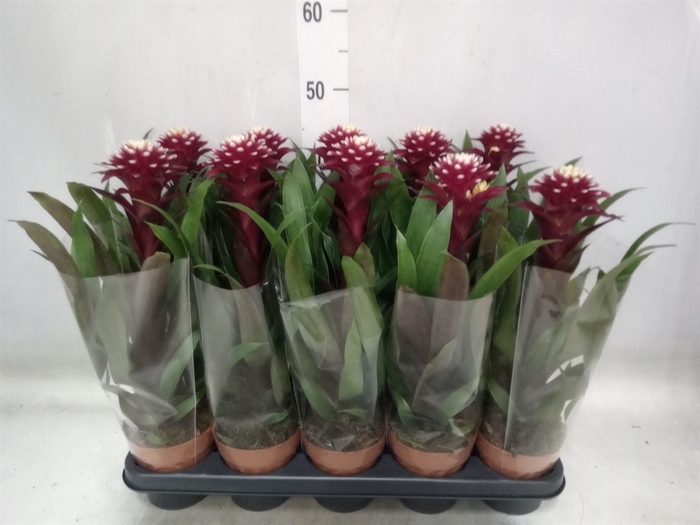 <h4>Guzmania  'Francesca'</h4>